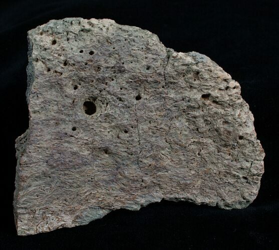 Rare Ankylosaur Scute (Armored Plate) - Montana #4303